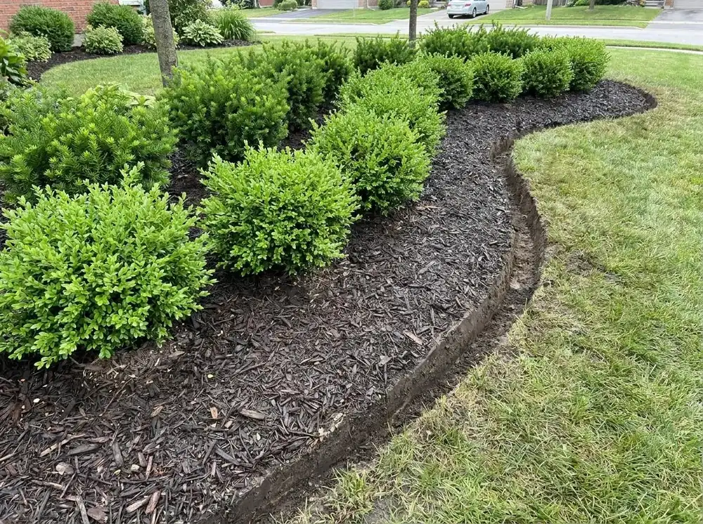 Manicured shrubs and fresh mulch