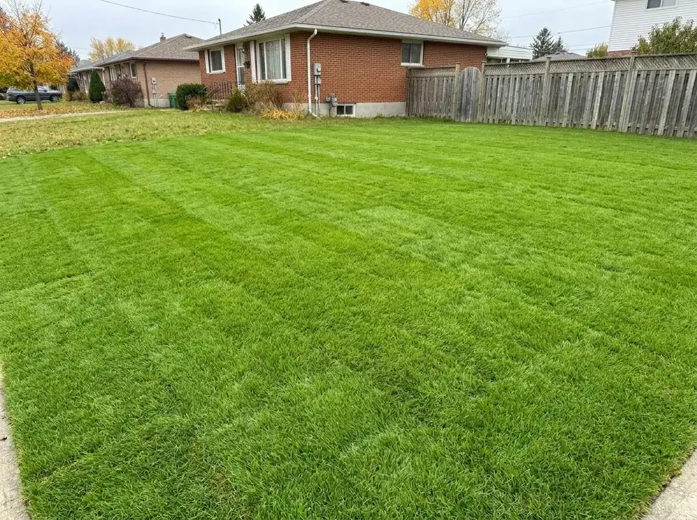 Lush green new sod lawn in London, Ontario