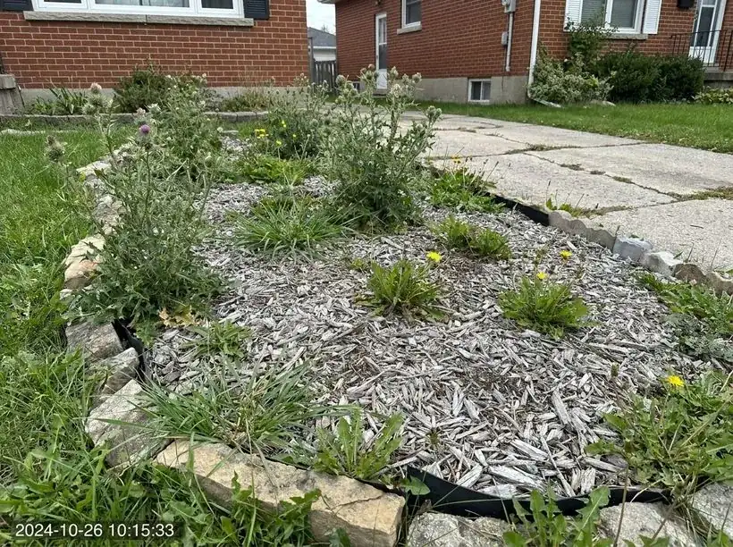 Overgrown weedy garden bed before landscaping