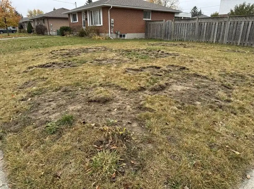 Patchy bare lawn before sod installation
